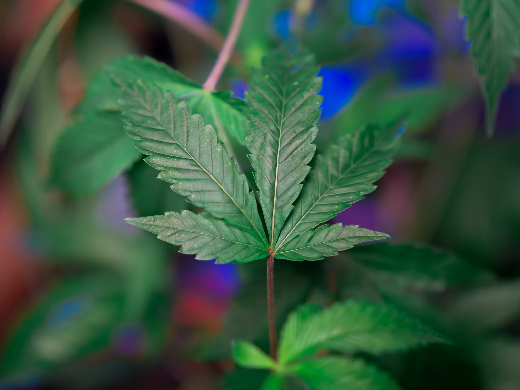 selective focus photo of cannabis leaves